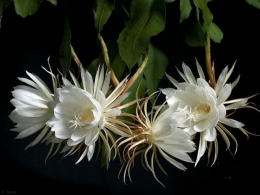 Bunga Sang Ratu Malam yang juga dikenal sebagai Wijayakusuma (Eko Budi Utomo/planterandforester)