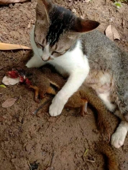 Induk kucing berhasil melumpuhkan tupai (foto: dokpri)