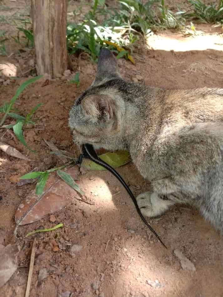 Hama Ini Datang, Lalu Jadi Mangsa Kucing Kami Halaman all 