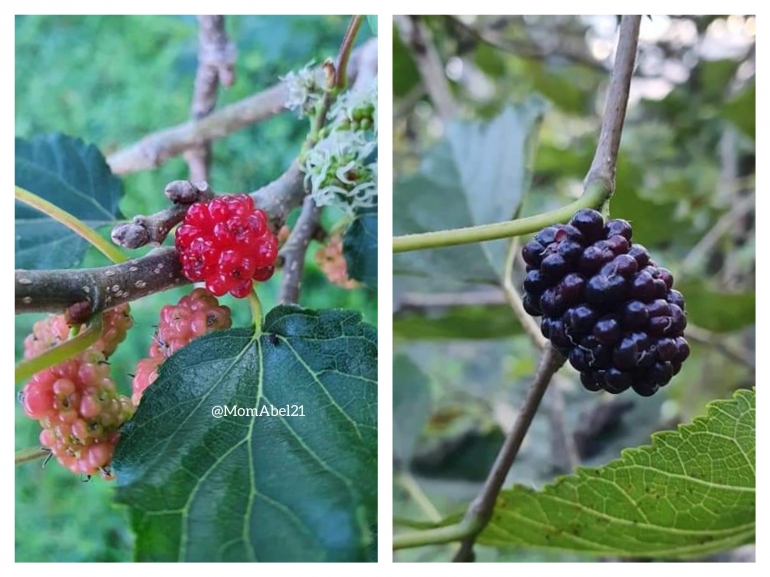 Buah Mulberry (Foto : dokpri MomAbel)