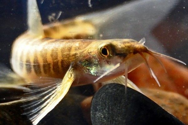 Ikan uceng (Foto: pusluh.kkp.go.id)