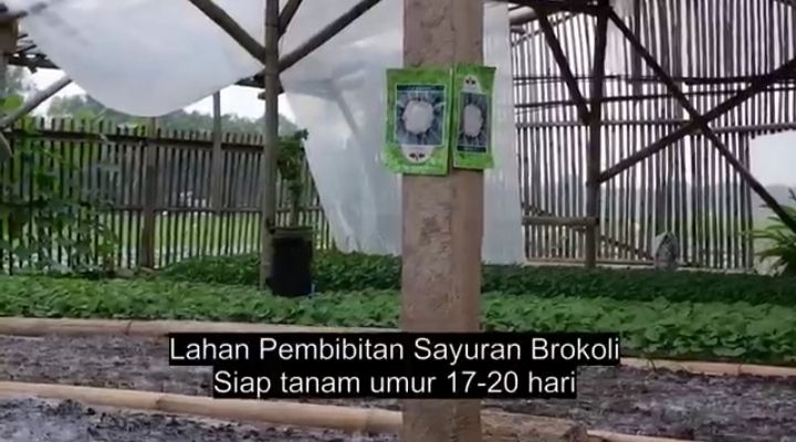 Gambar : Lahan UMKM Pembibitan Sayuran Brokoli Di Desa Darawolong Karawang (Dokpri)