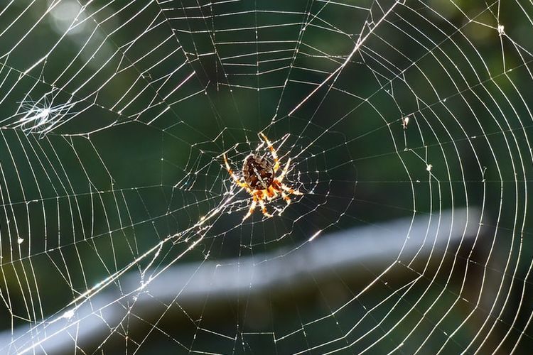 Jaring laba-laba dan laba-laba (foto dari kompas.com via unsplash/Marcus Lange)