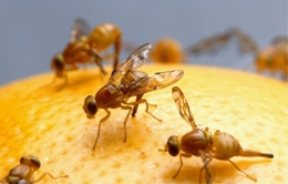 Cara sederhana membasmi lalat buah | foto: pixabay