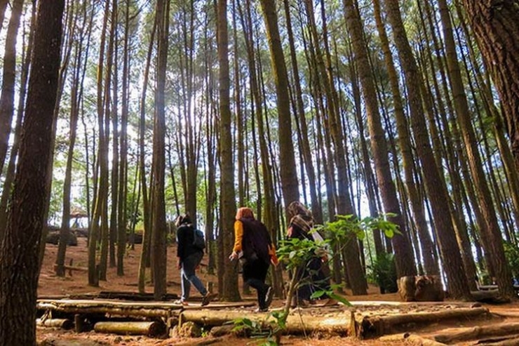 Pengunjung berjalan di antara pohon pinus di Hutan Pinus Mangunan (Kompas.com/Anggara Wikan Prasetya) 