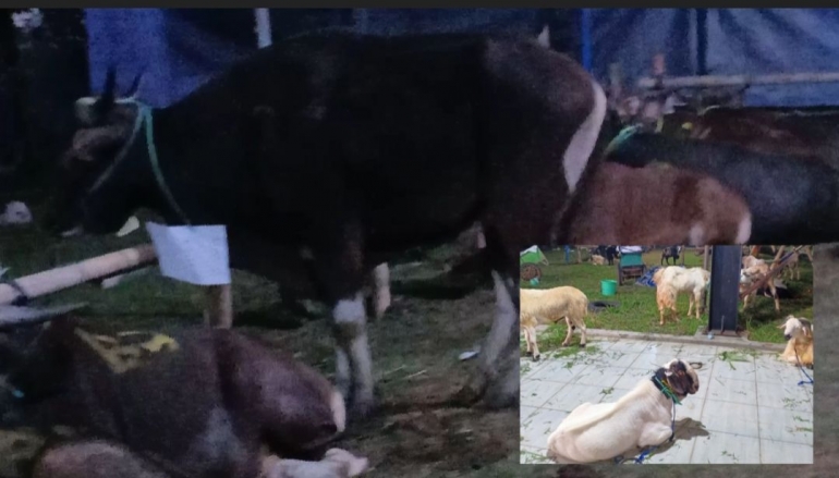 17 sapi dan 16 kambing disembelih dan didistribusikan kepada warga sekitar Bumi Sentosa