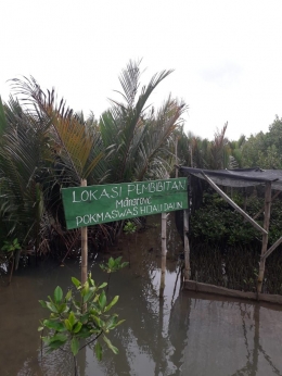 Lokasi pembibitan mangrove/dokpri
