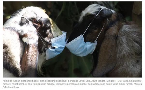 Hewan kurban untuk Idul Adha diberi masker oleh pedagang (foto: Antara/Maulana Surya)