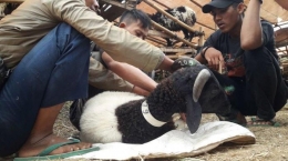 Foto penyembelihan domba kurban - Tribun Jabar/Ery Chandra