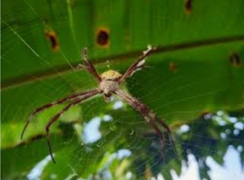 Ilustrasi tentang jeritan sang Laba-laba dalam menemukan tempat aman untuk kehidupanya | Dokumen diambil dari: arafuru.com