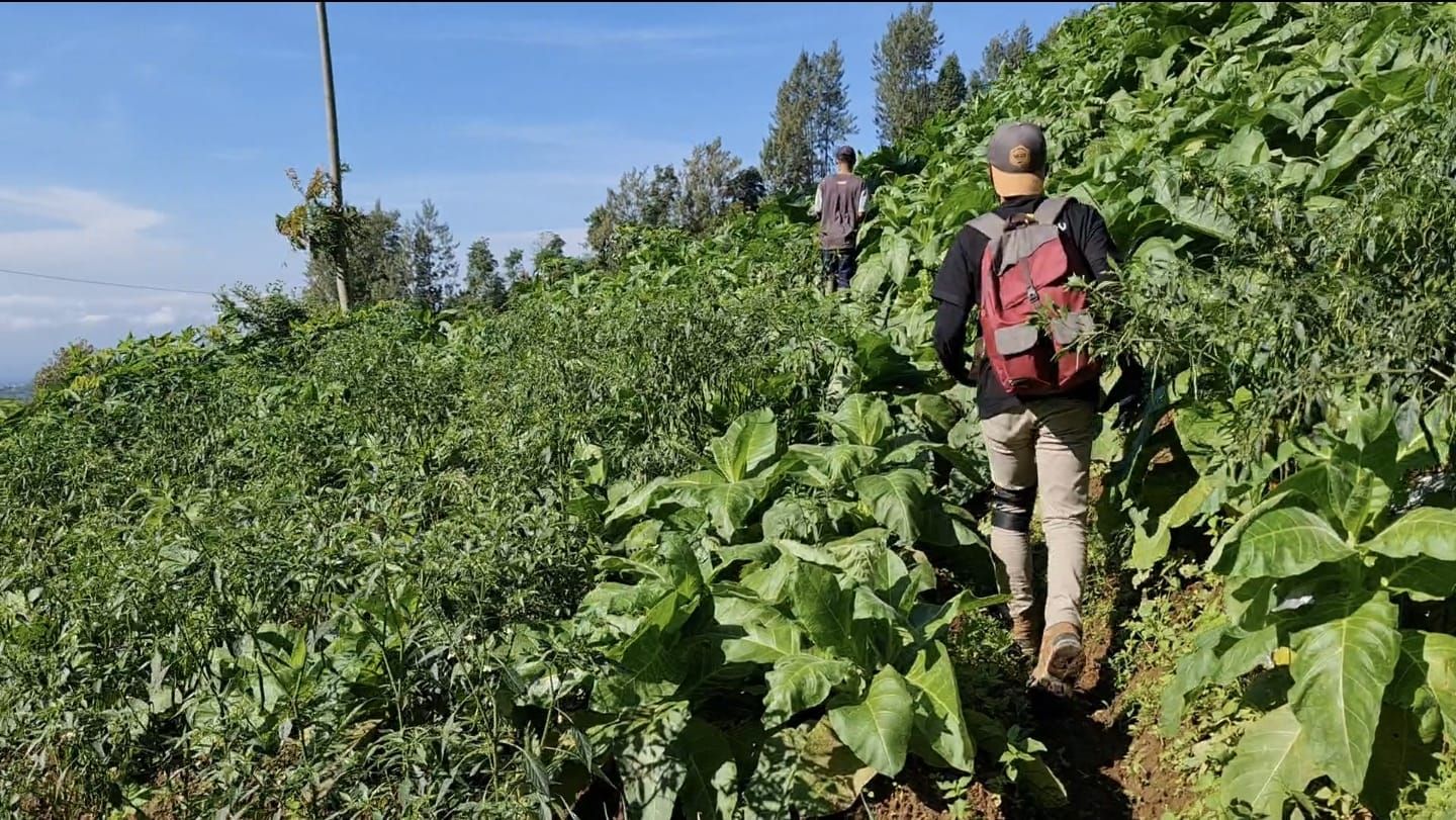 Menyusuri ladang tembakau (dokpri)