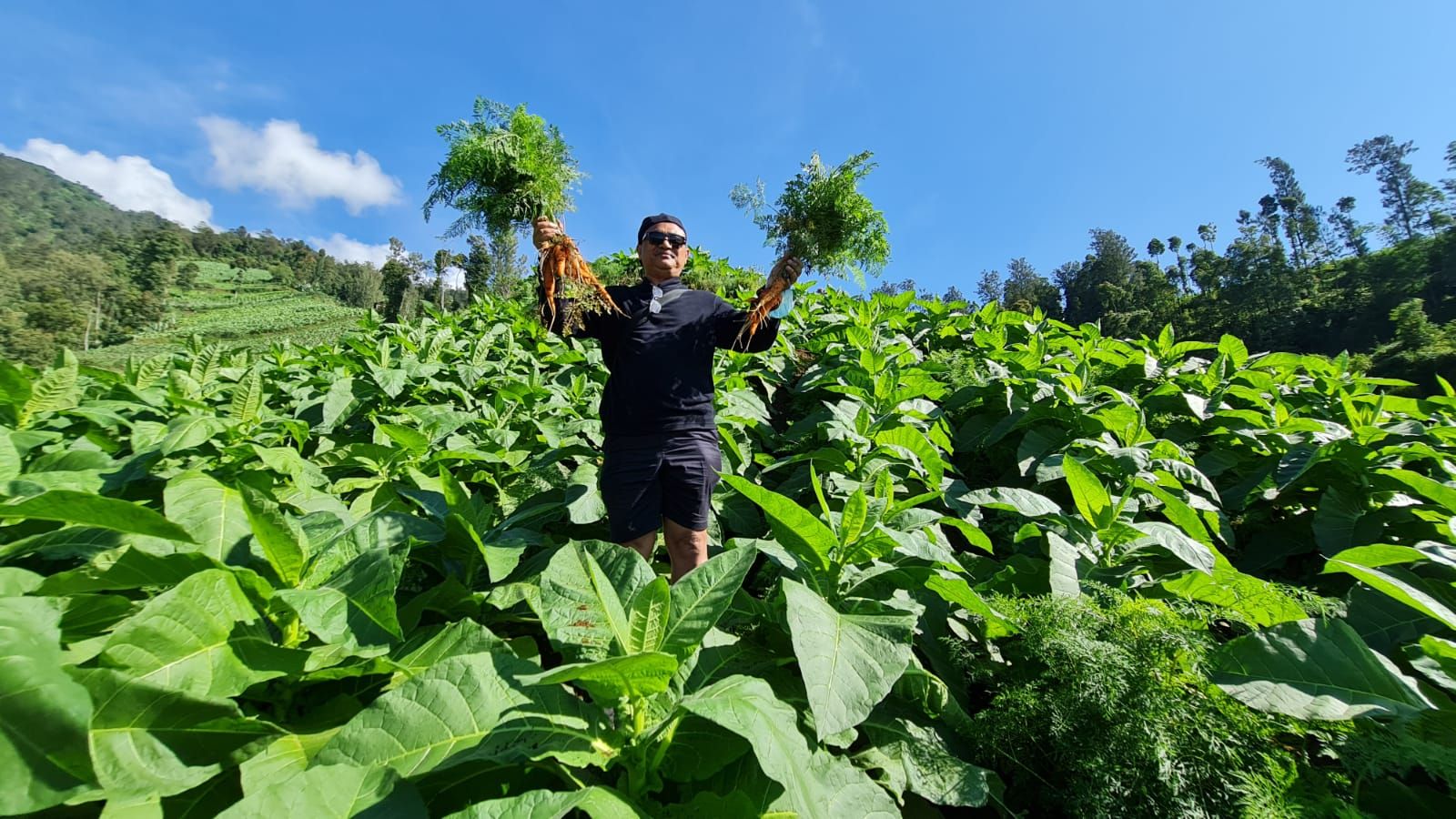 Petik sayur (dokpri)