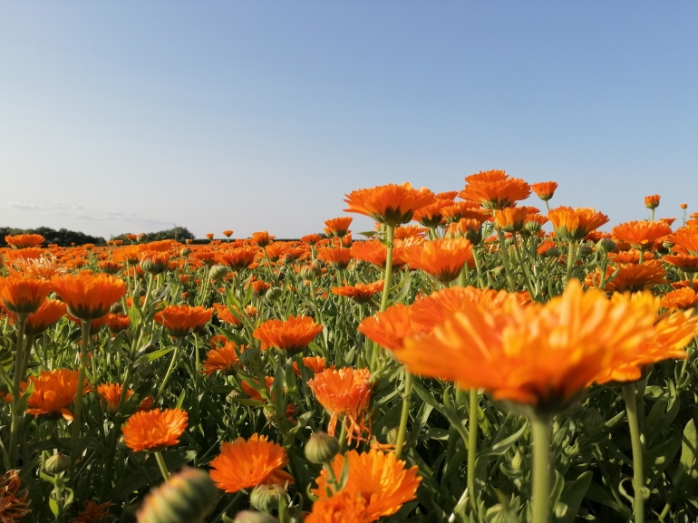 Ringelblume di padang bunga Gross Zimmer Jerman | Dokumen pribadi oleh Ino