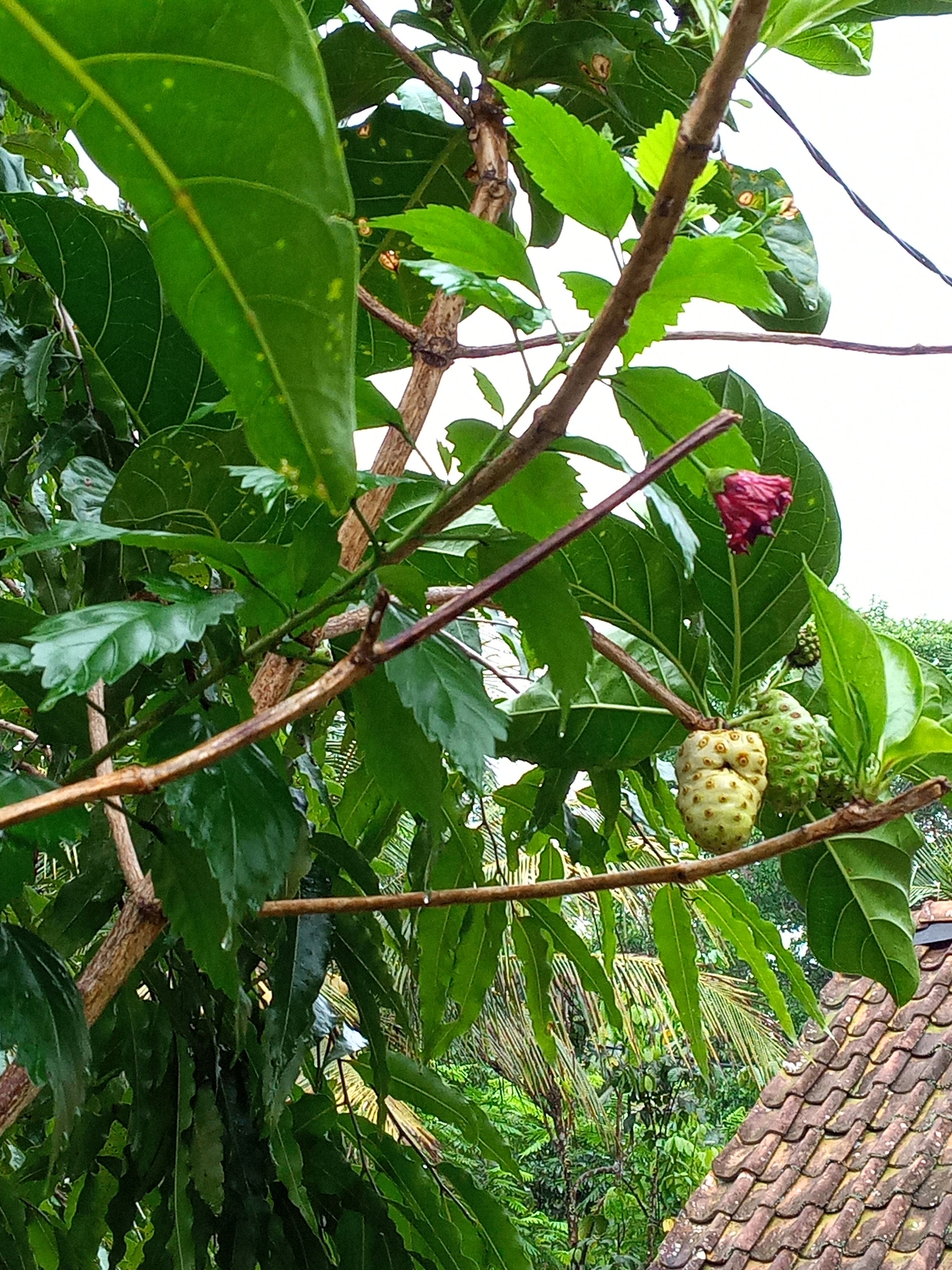 Foto Artikel : Ini Manfaat Buah Mengkudu Untuk Kesehatan - Kompasiana.com