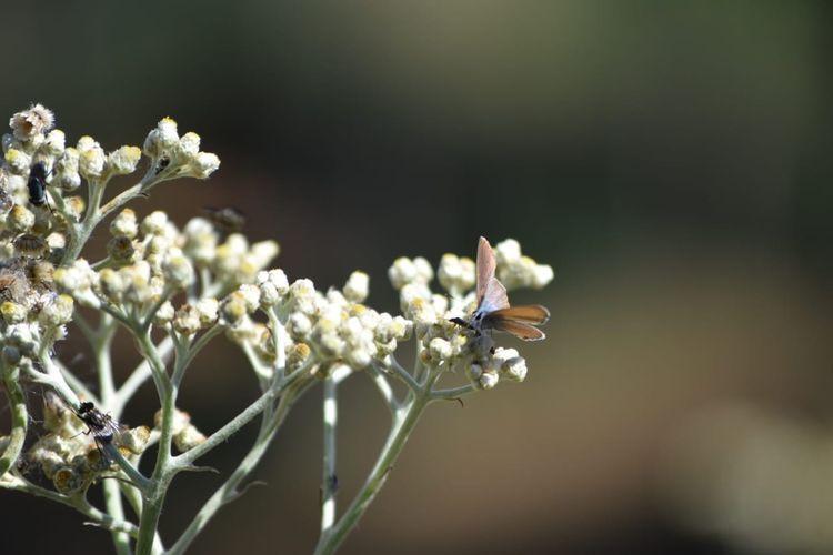 Serangga hinggap di bunga Edelweis di Taman Edelweis, Desa Wisata Edelweis, Desa Wonokitri, Jawa Timur.(Dokumentasi Teguh Wibowo via KOMPAS.COM)