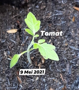 Tanaman tomat yang tumbuh koleksi penulis (dokpri)