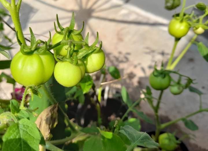 Dokpri tanaman tomat penulis akhirnya berbuah
