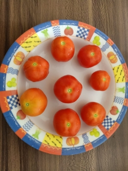 Panen tomat yang pertama (Dokpri adik penulis)