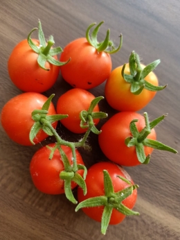Panen buah tomat yang pertama (dokpri adik penulis)