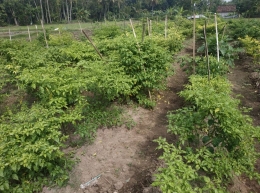 Kebun sayur yang di tanami cabai, foto: DokPri 