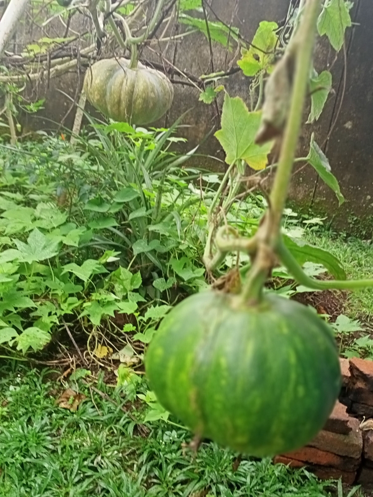 Tanaman labu kuning (dokumen pribadi)