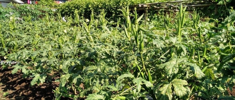 Bedeng okra (dokpri)