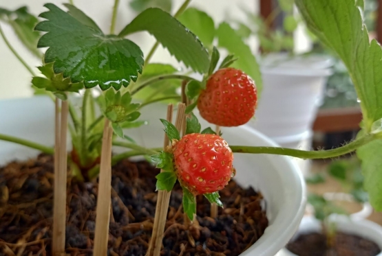 Ilustrasi buah strawberry yang sudah matang | Dokumentasi pribadi