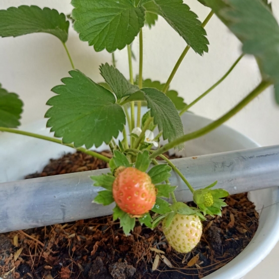 Ilustrasi buah strawberry yang masih mentah | Dokumentasi pribadi