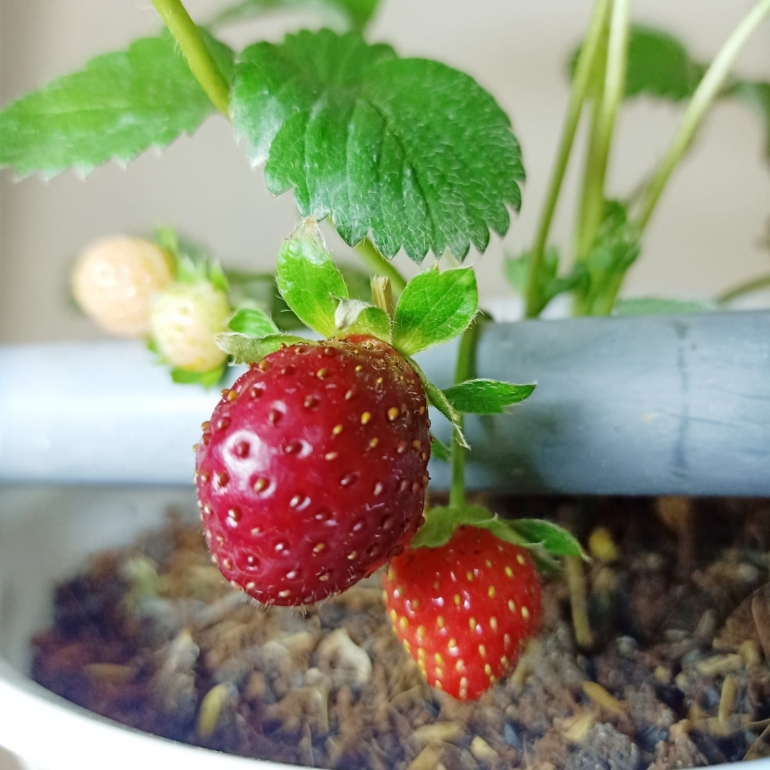 Ilustrasi tanaman strawberry yang sedang berbuah| Dokumentasi pribadi