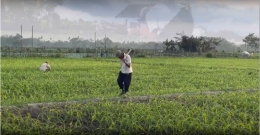 Scene yang memperlihatkan potensi pertanian Desa Sukoanyar/ Dok. Tim KKN UM