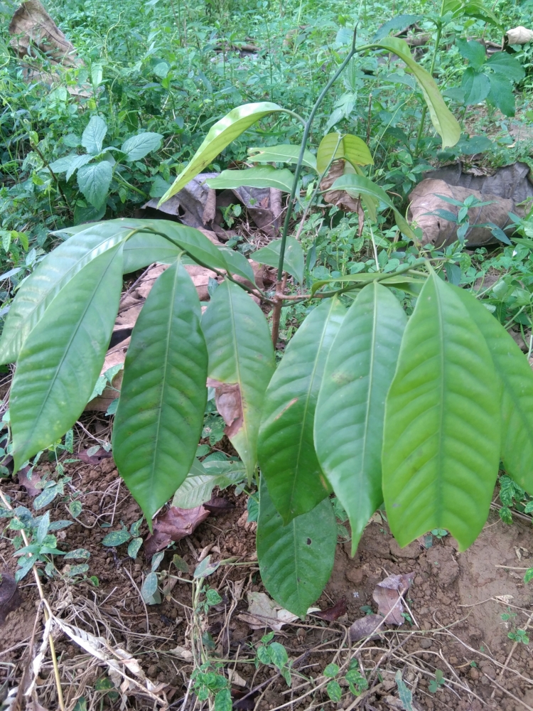 Dokpri: pohon pala(Myristica fragrans houtt)
