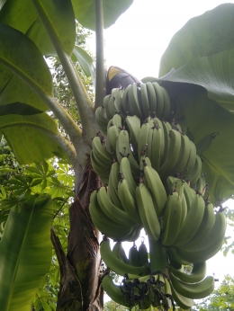 Dokpri: Pohon pisang( Musa Paradisiaca)