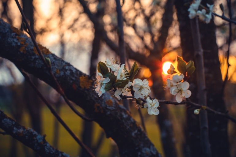 Ilustrasi bunga plum sedang mekar, foto oleh Irina Iriser dari Pexels