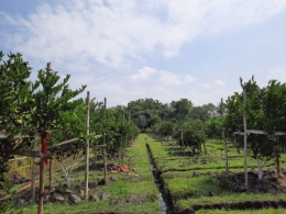 Kebun jeruk di Desa Curungrejo (Sumber: Dokumentasi pribadi)