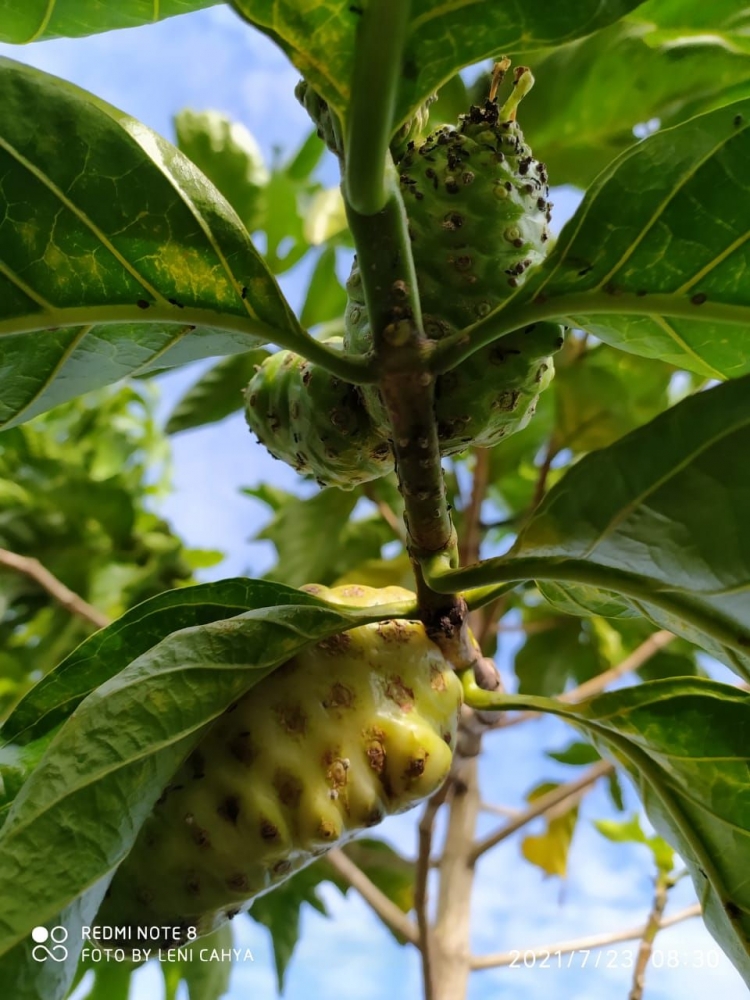 Gambar : Buah Mengkudu (dokpri penulis)