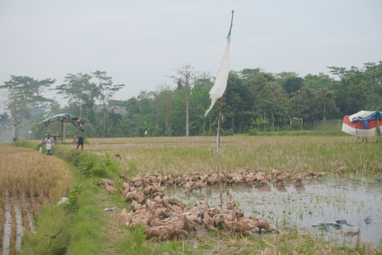 Pertanian di wilayah Desa Sitirejo, Kecamatan Wagir, Kabupaten Malang/dokpri
