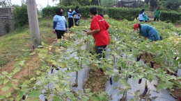 Mahasiswa KKN membantu ibu KWT memanen sayuran terong