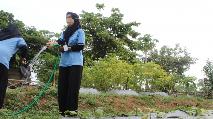 Mahasiswa KKN menyiram tanaman yang ada di Greenhouse