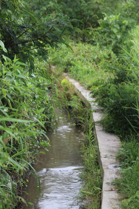 parit atau kalen yang mengairi sawah sawah desa (foto: Joko Dwiatmoko)