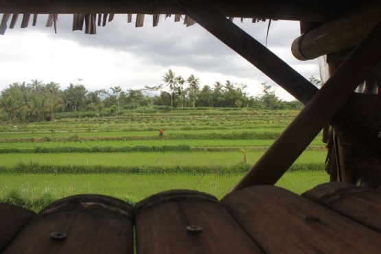 Sawah subur yang ada di dekat Sungai Pabelan (foto: Joko Dwiatmoko)