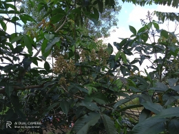 Pohon Halaban berbunga sepanjang tahun (dokumentasi pribadi)