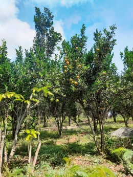 Salah satu potensi desa Petungsewu yakni perkebunan jeruk/dokpri