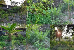 Ilustrasi gambar, beberapa tanaman di kebun, olah picsart dokpri Yuliyanti
