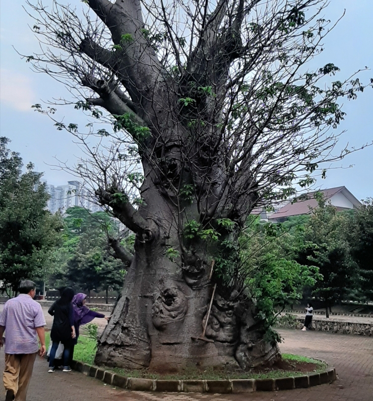 Pohon baobab di Depok. Bandingkan diameternya dengan orang di sebelahnya. (Sumber: Koleksi pribadi)