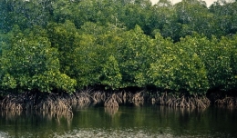 Hutan mangrove. Foto: dictio.id