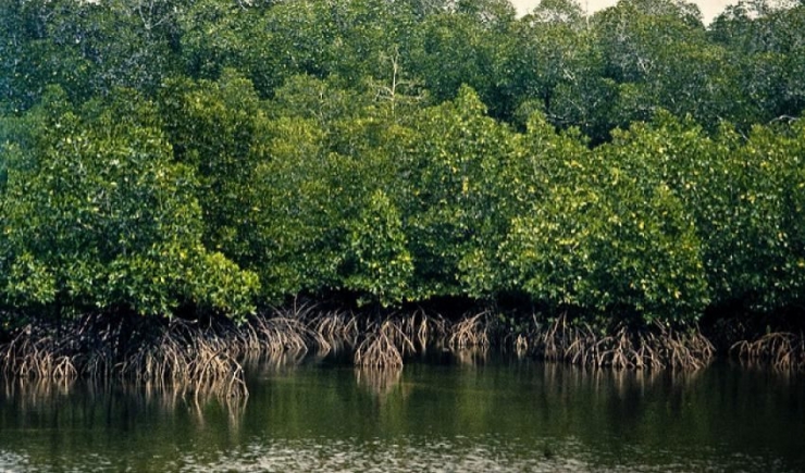 Hutan mangrove. Foto: dictio.id