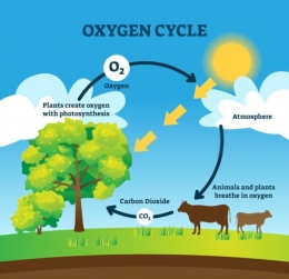 Sumber. oxygen cycle/shutterstock