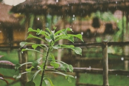 Ilustrasi Hujan Datang Lagi - Photo by Mike Kotsch on Unsplash 
