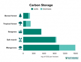 Gambar 2. Perbandingan Penyerapan Carbon Mangrove dengan Jenis Tanaman Lain[3]