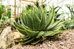 Ilustrasi tanaman lidah buaya atau Aloe vera. (sumber: UNSPLASH/JORDAN MORRIS via kompas.com)